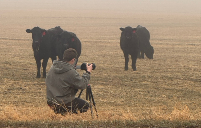 photographer in field with cattle
