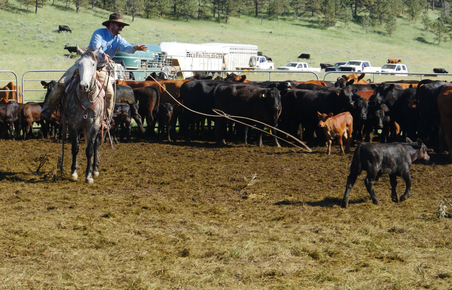 a cowboy on a horse throws a lasso towards a calf