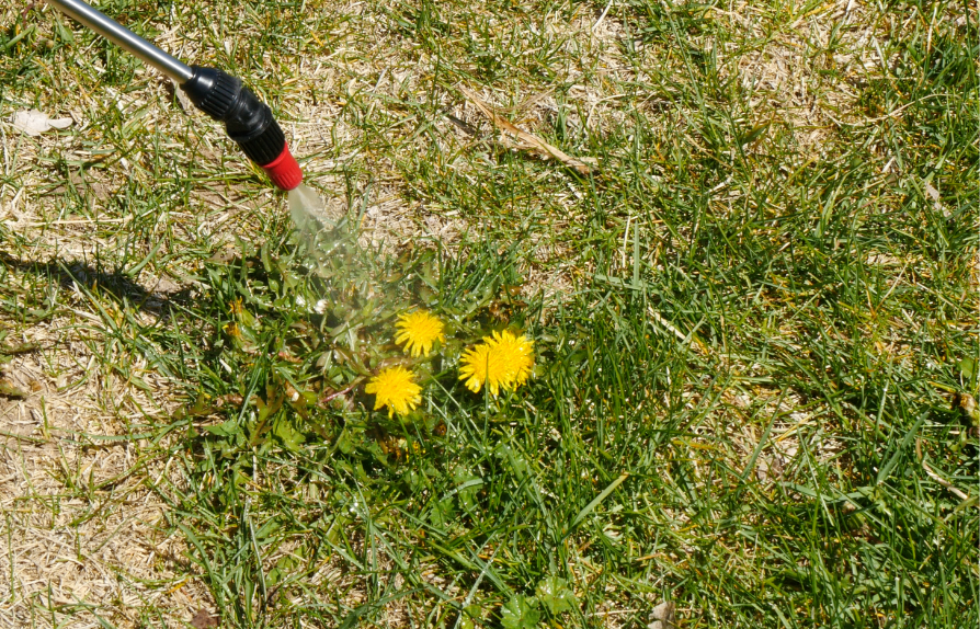 closeup of a sprayhead spraying dandelions