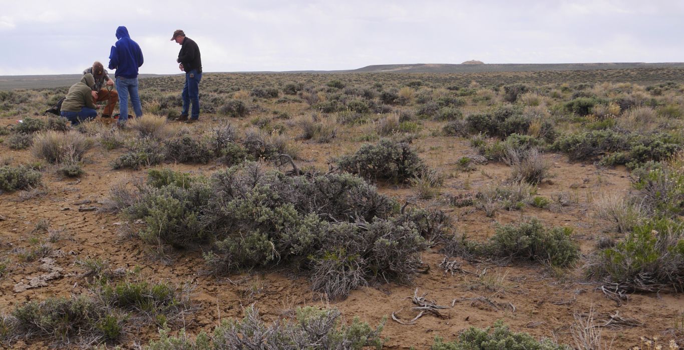 a group of 4 people observe a group of plants in a sagebrush rangeland
