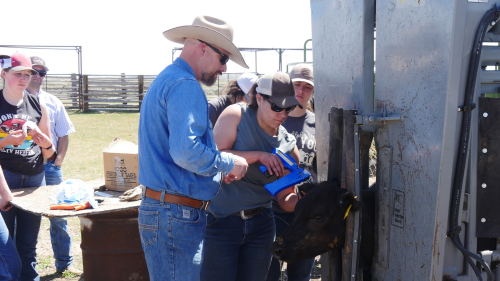 a rancher shows a student how to put an ear tag on a cow in a chute