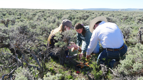 3 people kneel in a field of sagebrush while taking measurements