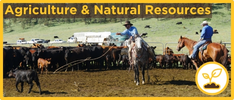 2 cowboys on horseback sort a pen of calves