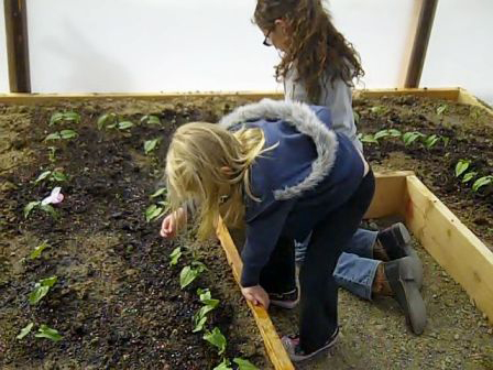 School children gardening