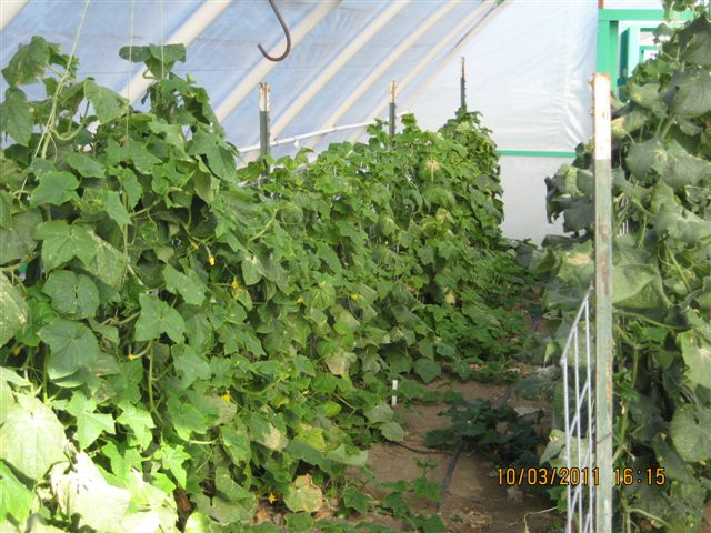 Crops protected by high tunnel