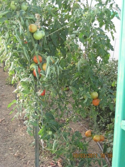 Tomatoes inside the high tunnel