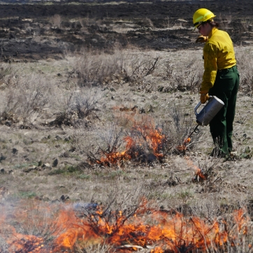 a person in wildland fire PPE uses a drip torch to light a sagebrush on fire while shrubs burn in the foreground