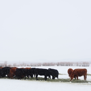 a line of cows graze on hay that was recently spread in the snow
