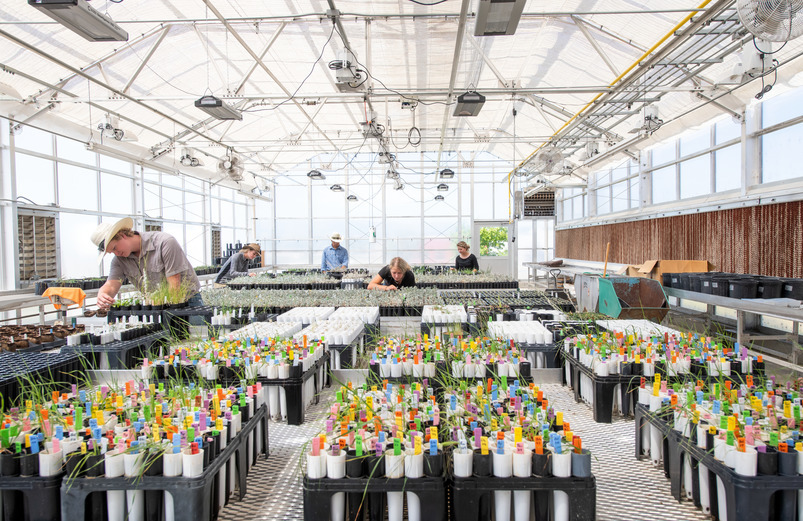 researcher in greenhouse