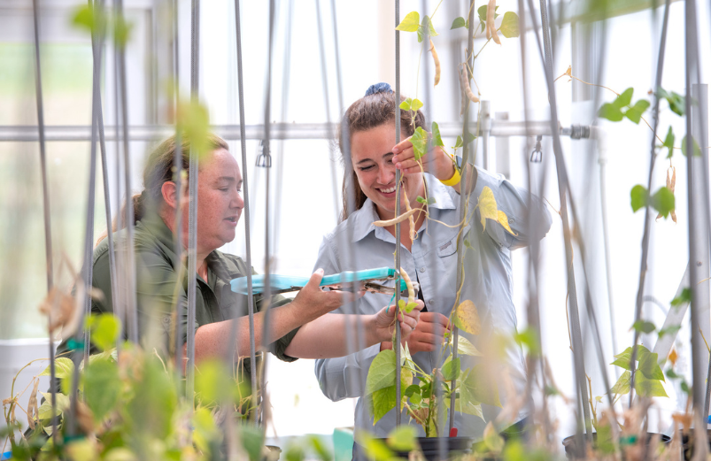 researchers collecting plant data in green house
