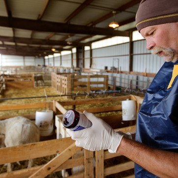 researcher with sheep