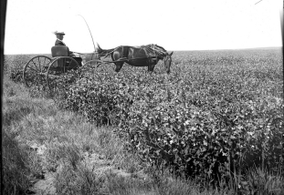 woman-in-buggy-field-of-peas-laramie-aes