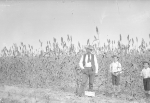 wheatland-station-early-amber