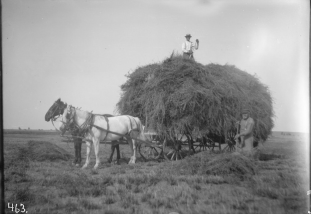 alfalfa hay load 1898