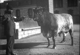 man standing next to short horn bull