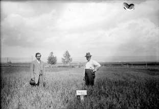 two men standing in field of oats
