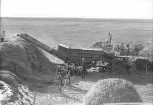 workers in a field threshing oats