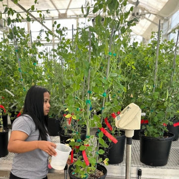 Graduate student working in greenhouse