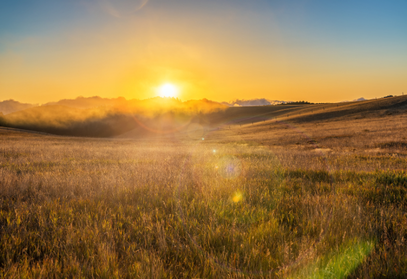 sunrise over golden field