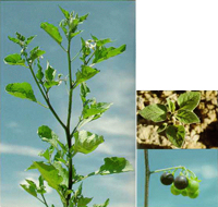 black nightshade