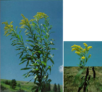 canada goldenrod