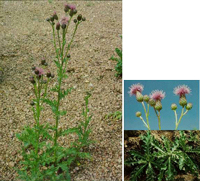 canada thistle