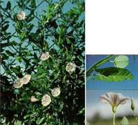 field bindweed