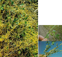 field dodder