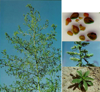 kochia