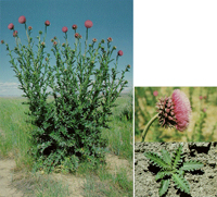 musk thistle