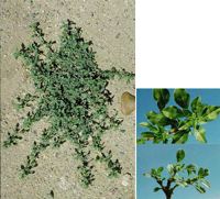 prostrate pigweed