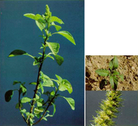 redroot pigweed