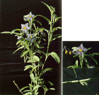 silverleaf nightshade