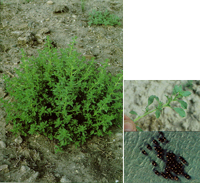 tumble pigweed