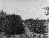 Historical Photo