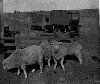 Historical Photo
