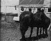 Historical Photo