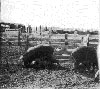 Historical Photo
