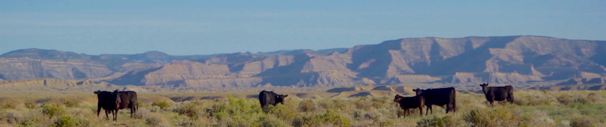 Cattle grazing in a desert shrubland ecosystems