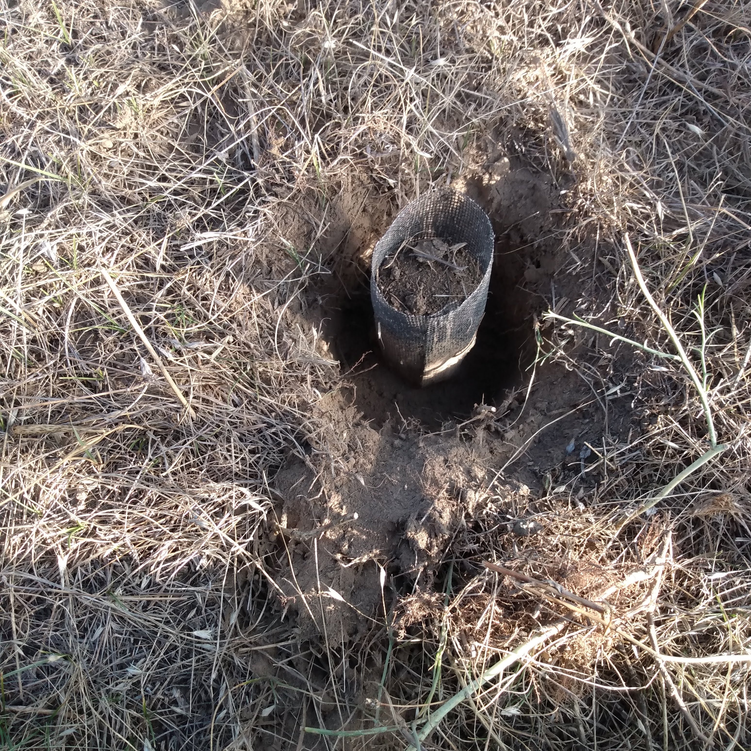 soil core being collected