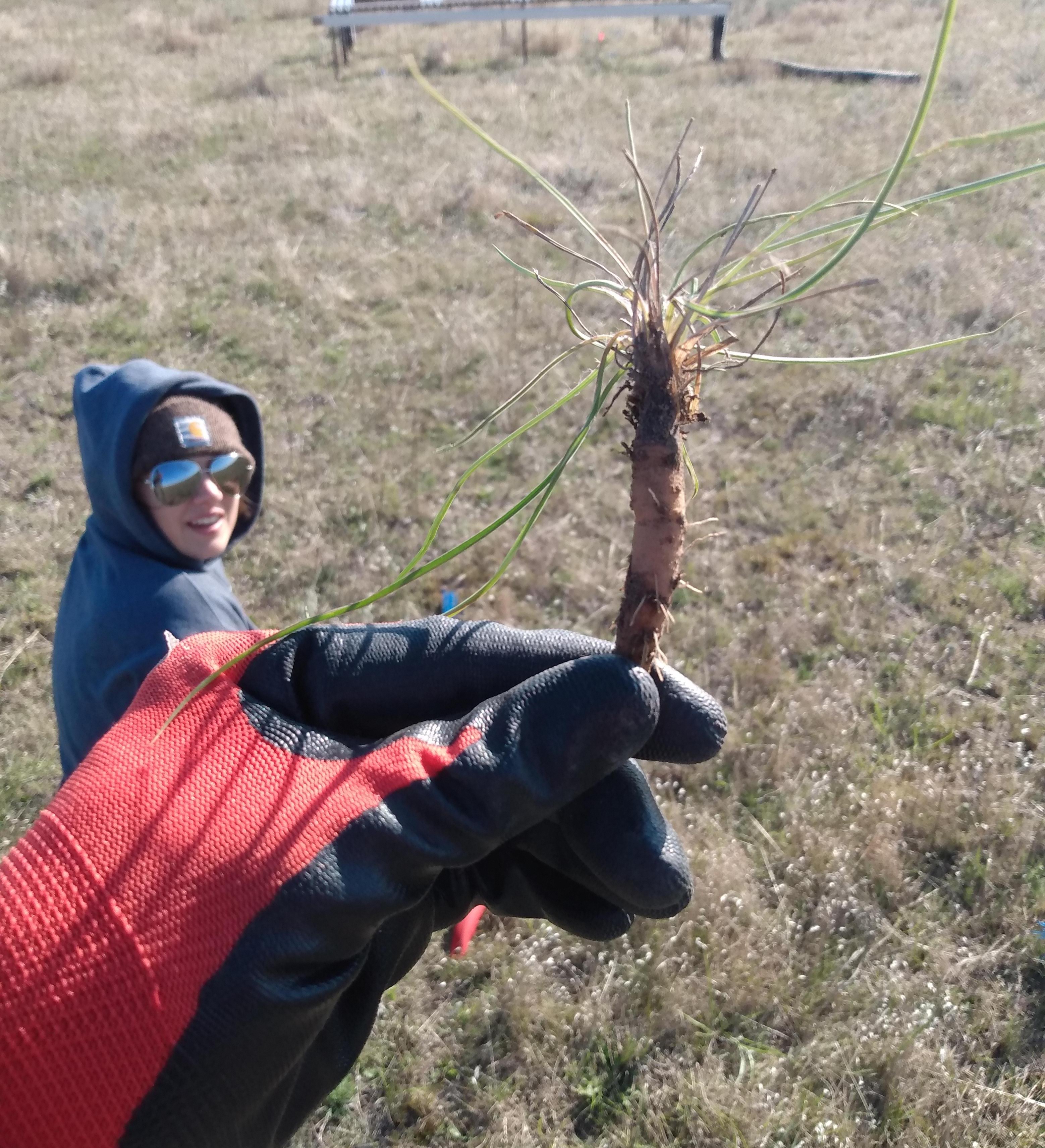 Example of a grass root (Ashley Dupius in background)