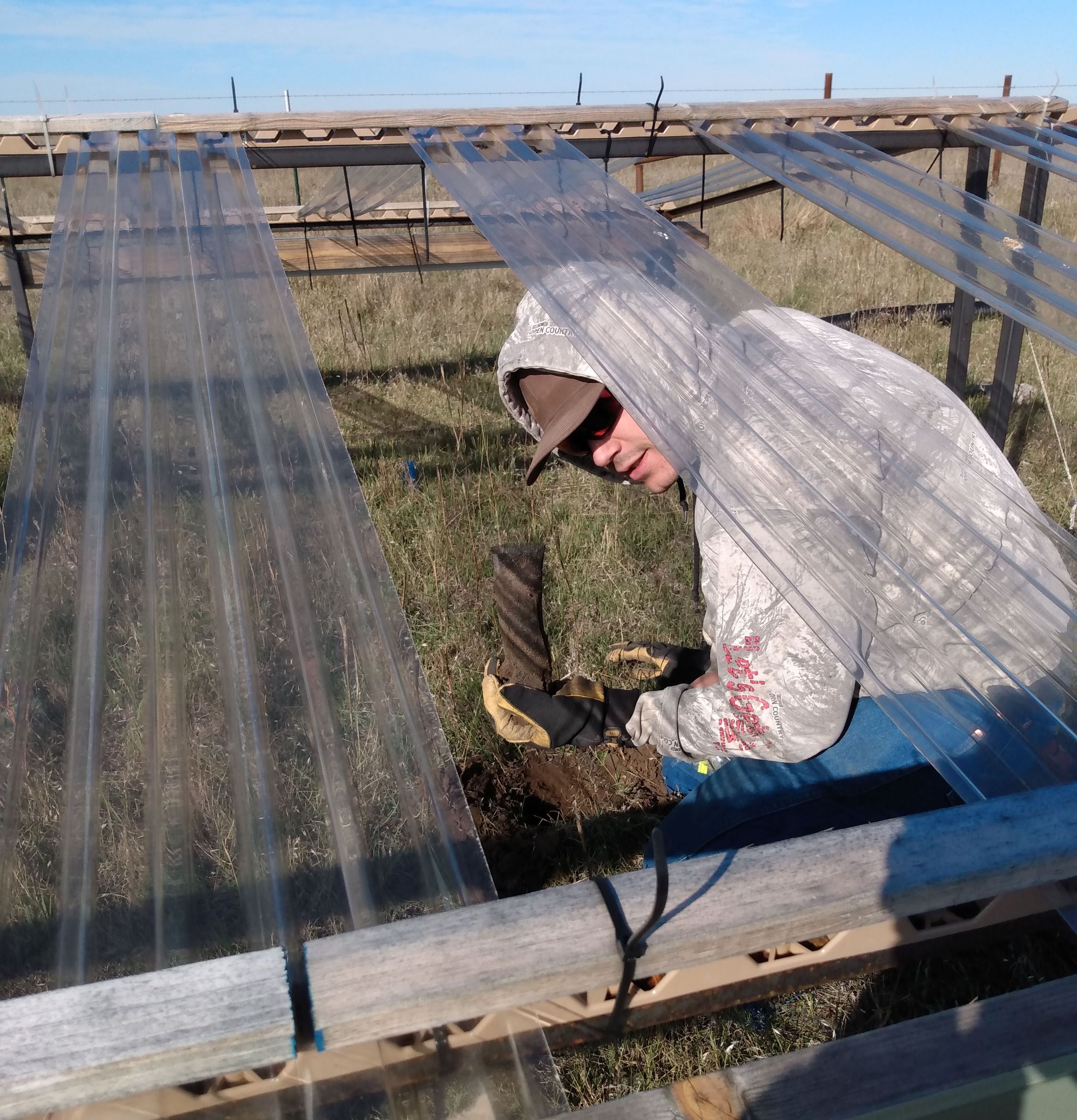 Student Lucas Mirassou collecting soil cores under drought shelter