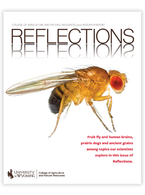 Reflections Cover Art 2020