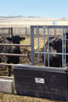 Economic Comparison of Weaning and Feeding Strategies for Beef Production