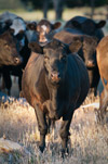 Brisket Disease in Cattle