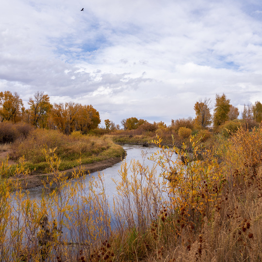 the Laramie River Greenbelt, a winding river with bushes and trees along the edges