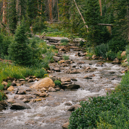 a winding river in a green forest
