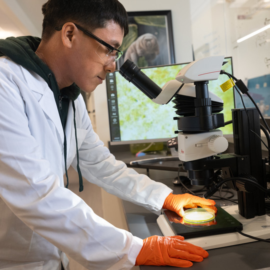 a lab student looking into a microscope
