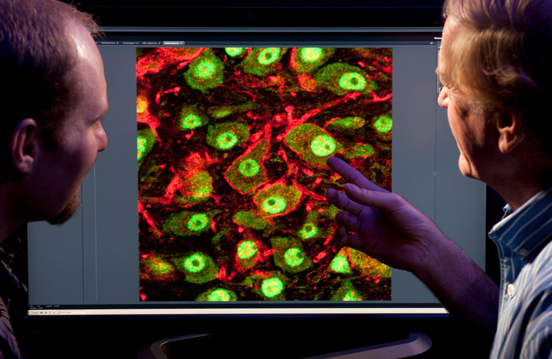 Two professors examine a photo of cells on a computer screen
