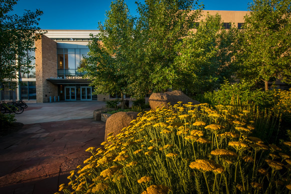 A cluster of yellow flowers in the foreground leads to a stone building with large glass windows and an entrance to Coe Library surrounded by green trees under a blue sky.